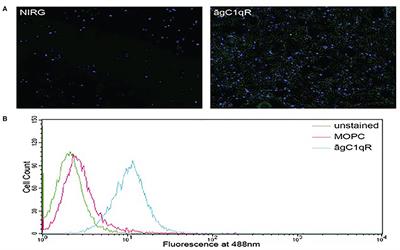 gC1qR/HABP1/p32 Is a Potential New Therapeutic Target Against Mesothelioma